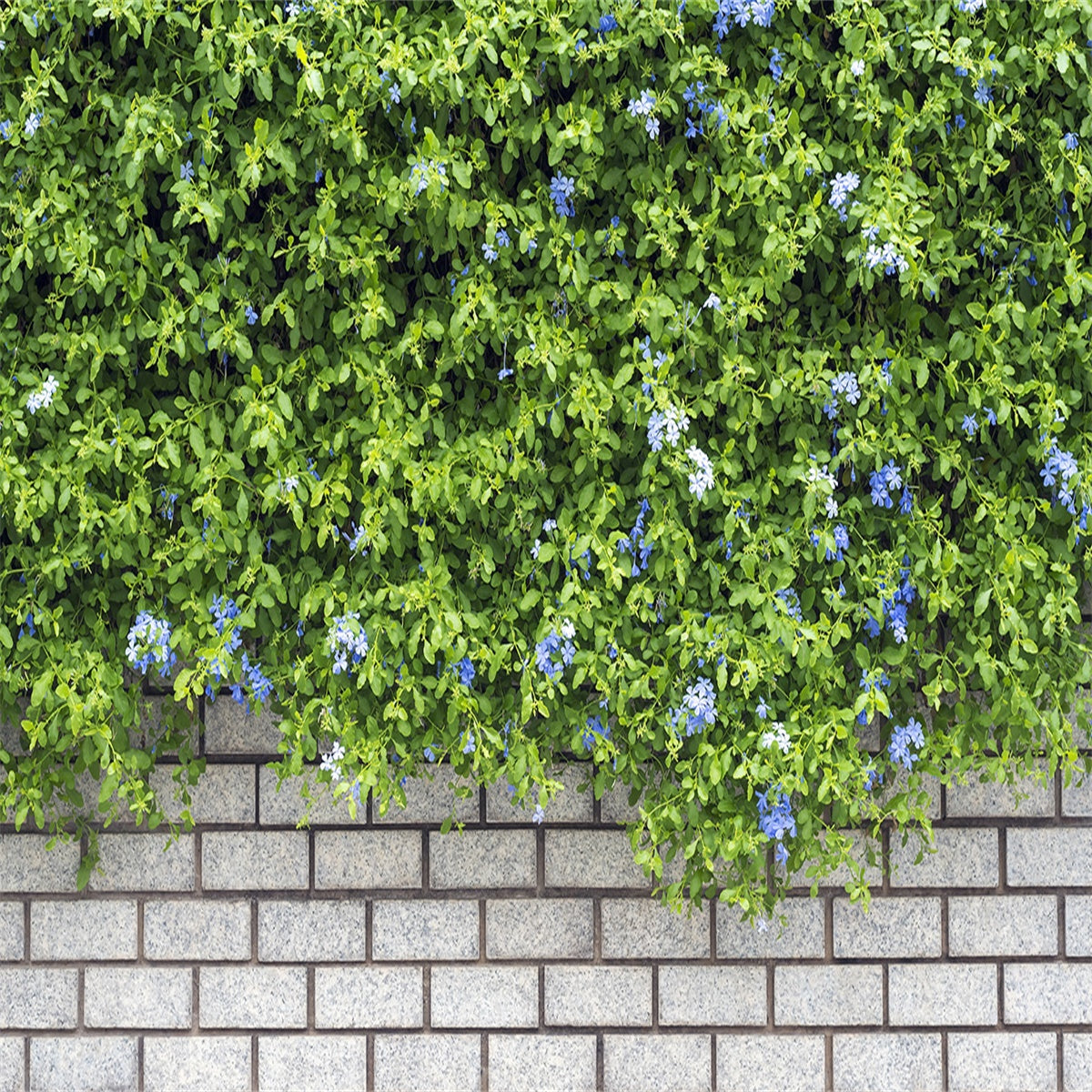 your-online-store-for-officially-licensed-toile-de-fond-de-printemps-blanc-brique-vert-arbre-mur-photographie-online-now_0.jpg