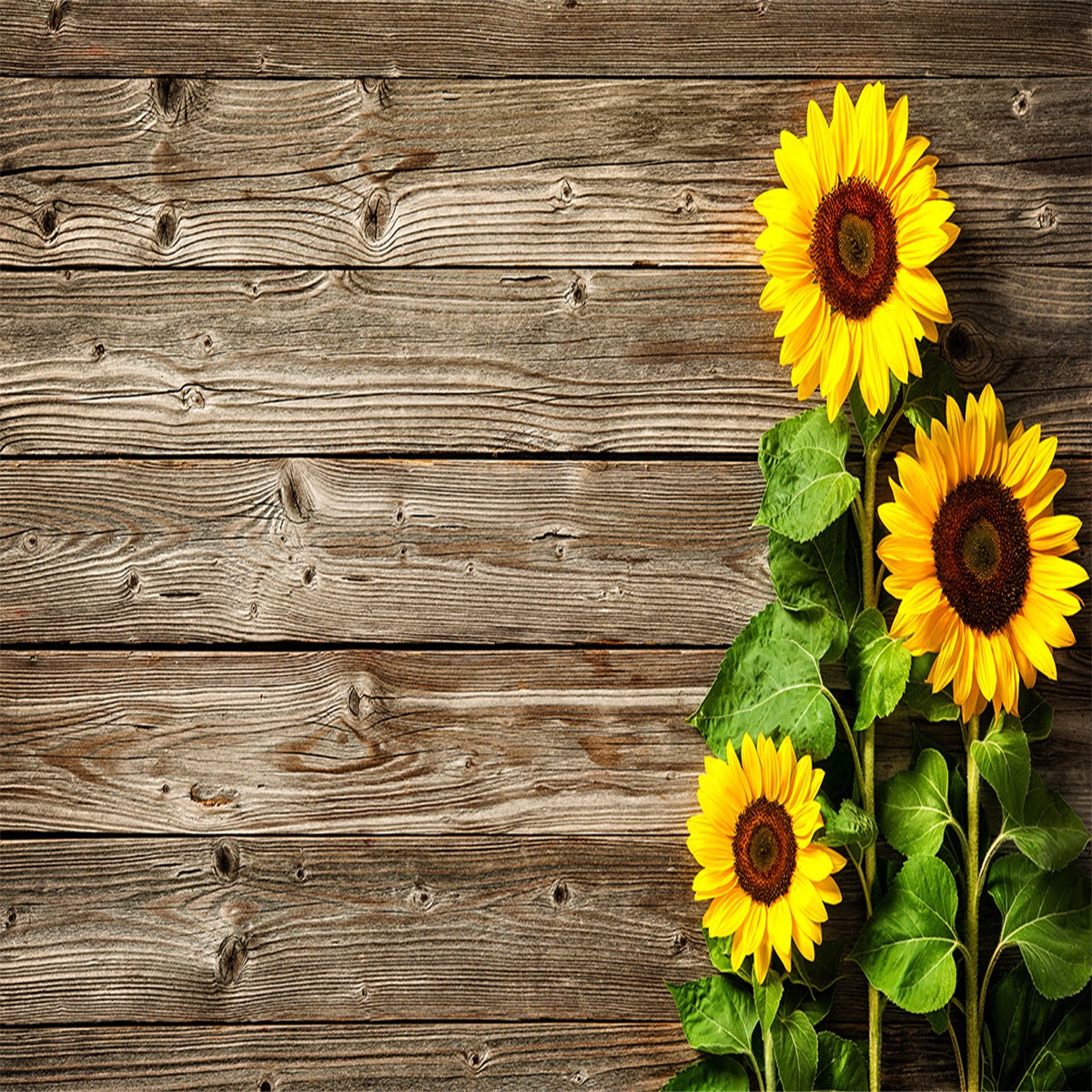 find-toile-de-fond-de-tournesol-brun-fonce-sol-en-mur-en-bois-texture-online-sale_0.jpg