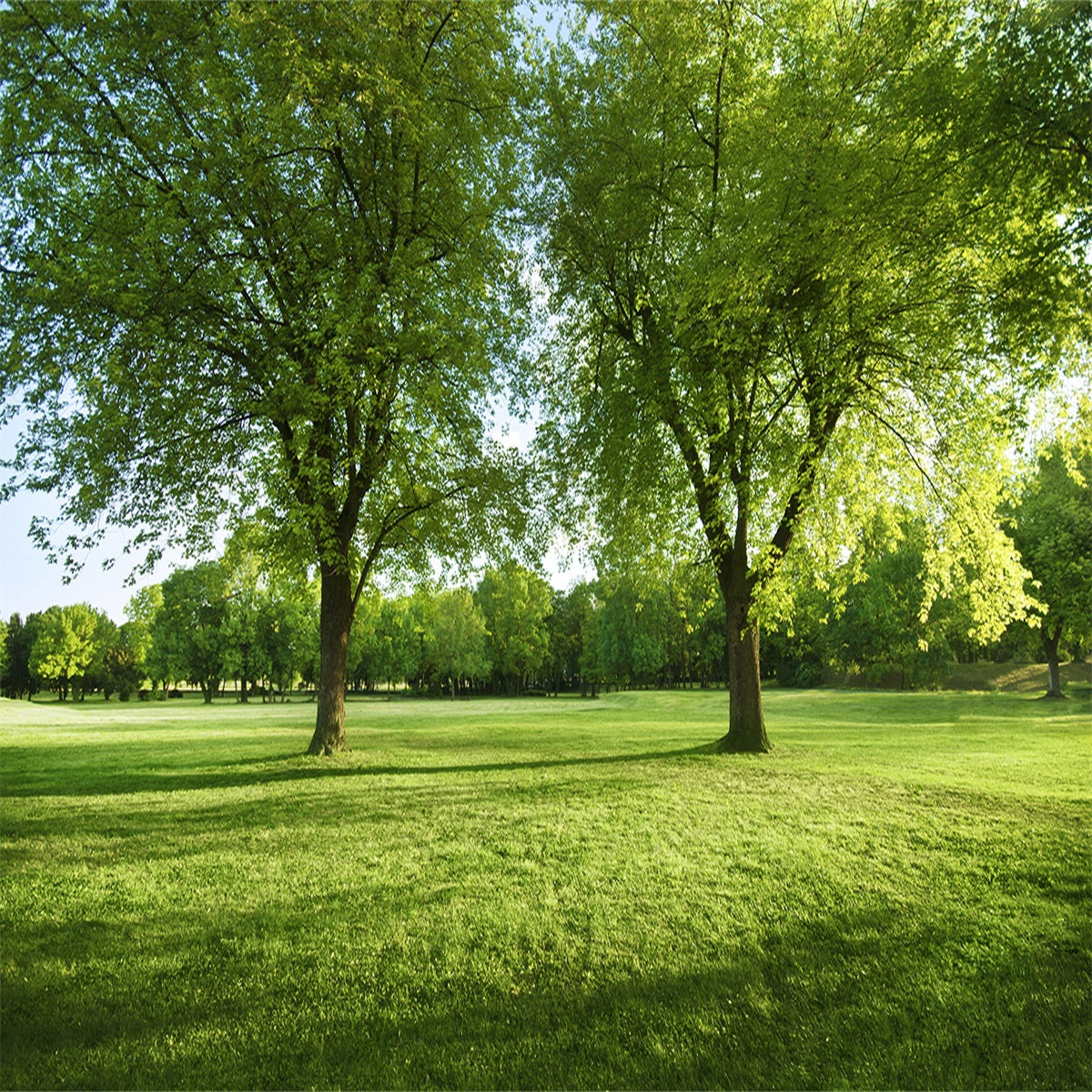 sports-gear-for-toile-de-fond-de-photographie-dair-clair-darbre-vert-de-printemps-online_1.jpg