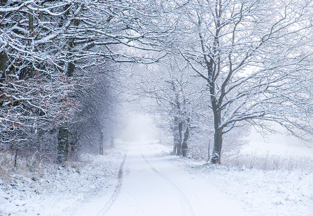 the-official-site-of-toile-de-fond-de-noel-hiver-brouillard-neige-branches-photographie-online-now_0.jpg