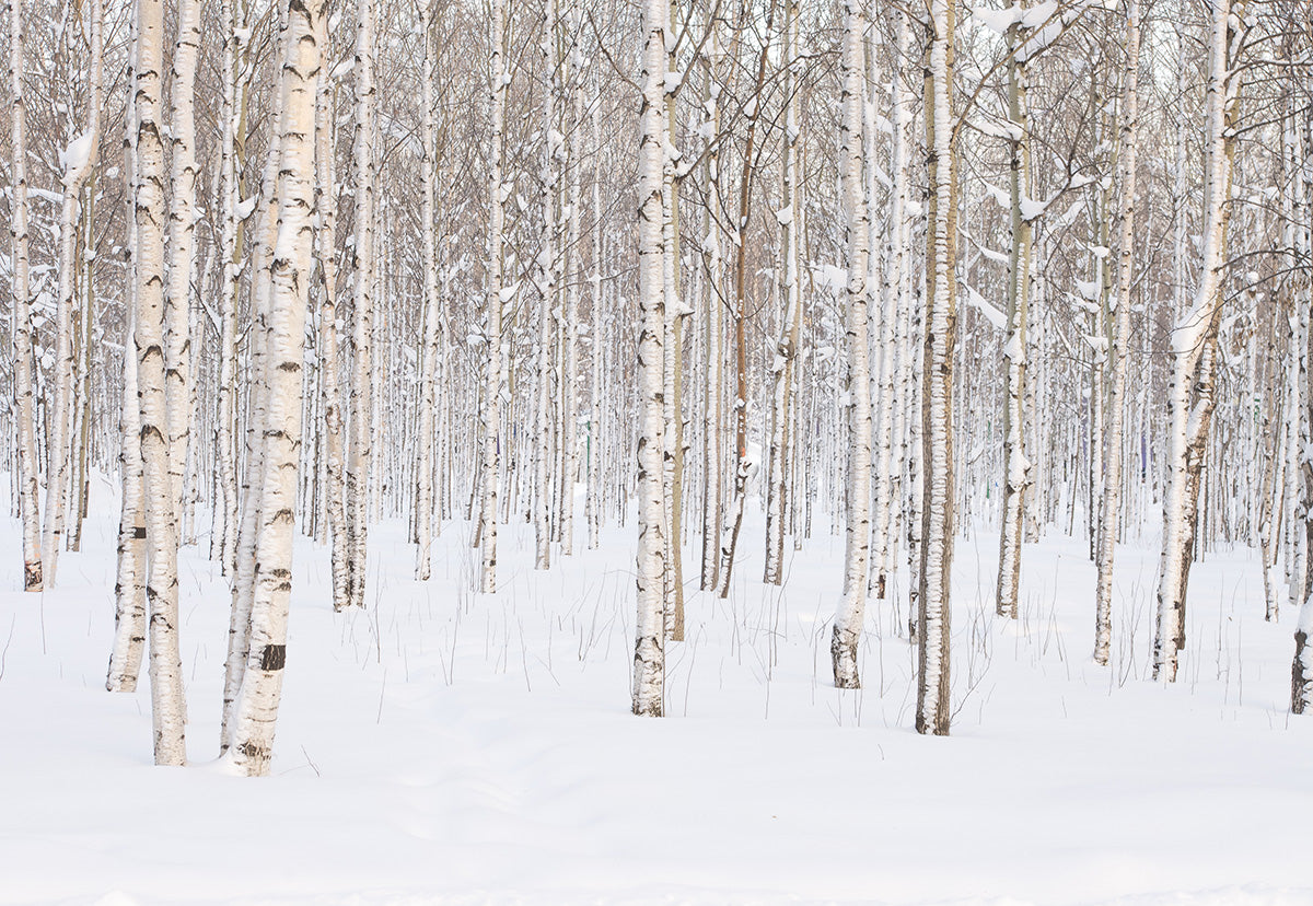 the-authentic-online-store-of-toile-de-fond-de-couverture-de-neige-foret-photographie-fond-dhiver-on-sale_0.jpg