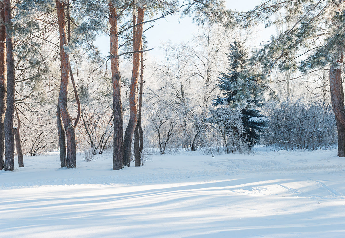 the-online-shop-for-toile-de-fond-photo-de-neige-de-photographie-de-foret-dhiver-sale_0.jpg