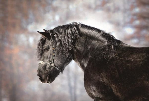 best-cheapest-toile-de-fond-decors-de-photographie-de-cheval-danimaux-dautomne-supply_0.jpg