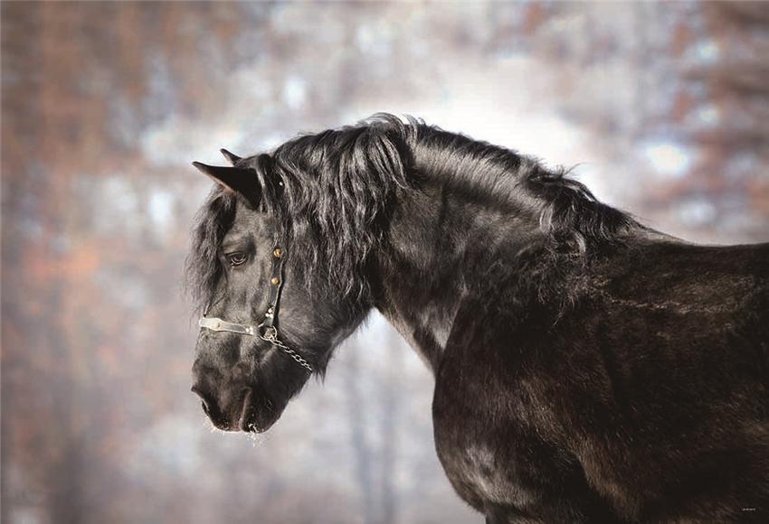 best-cheapest-toile-de-fond-decors-de-photographie-de-cheval-danimaux-dautomne-supply_0.jpg