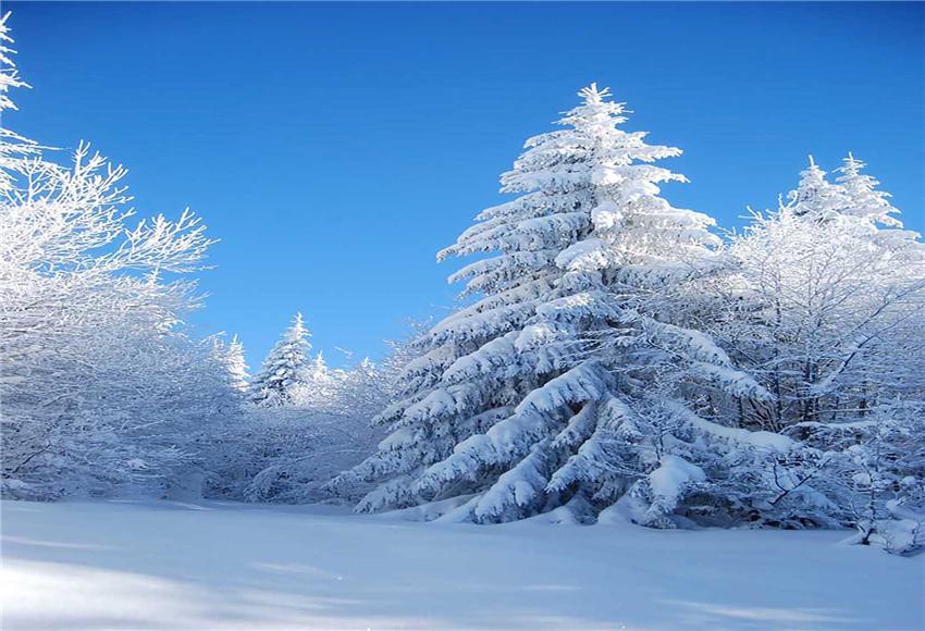 find-wholesale-toile-de-fond-de-foret-de-neige-dhiver-pour-la-photographie-online_0.jpg