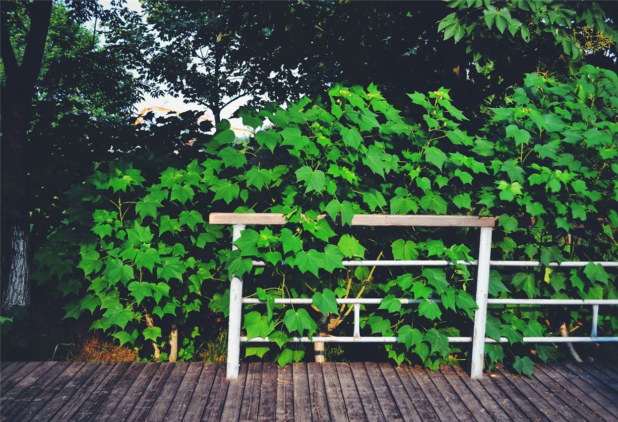 the-ultimate-online-sports-store-for-toile-de-fond-de-photomaton-de-plancher-de-bois-de-nature-de-printemps-fashion_0.jpg
